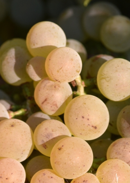 Calardis blanc ANT 9601